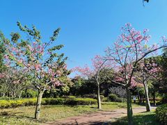 -风云岭森林公园