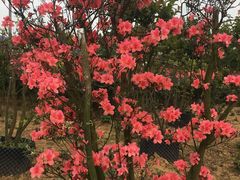 -都江堰玫瑰花溪谷