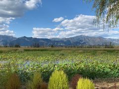 -野鸭湖国家湿地公园