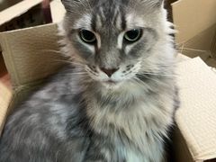 -楼上猫咖(罗湖店)