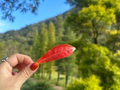 -广州市石门国家森林公园