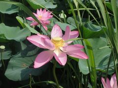 -白渔泡湿地公园