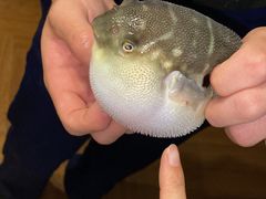 -肆月河豚·新淮扬(金融街店)