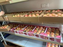 -南汇新场正宗水蜜桃采摘