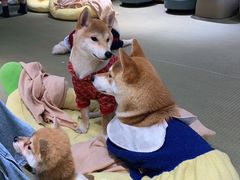 -逗柴咖啡屋·狗咖猫咖宠物桌游