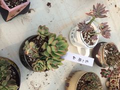 iphone_upload_pic-南农多肉大棚