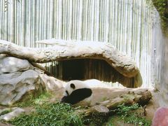 熊猫-圣地亚哥动物园