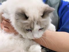 -宠福鑫康馨动物医院·骨科·眼科