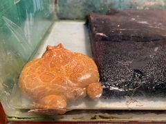 -上海大自然野生昆虫馆