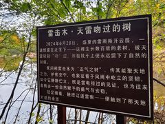 -汤旺河林海奇石景区