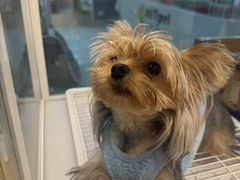 -翊宠yipet猫狗购宠庄园犬舍•猫舍