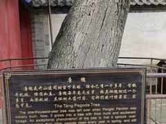 -蓬莱阁景区