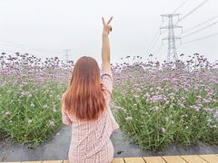-紫颐香薰山谷景区