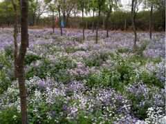 iphone_upload_pic-顺鑫绿色度假村