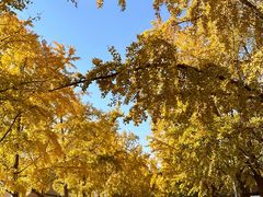 -三里屯东五街银杏大道