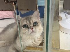 -糯米喵星人总部直营旗舰店·猫舍·幼猫出售