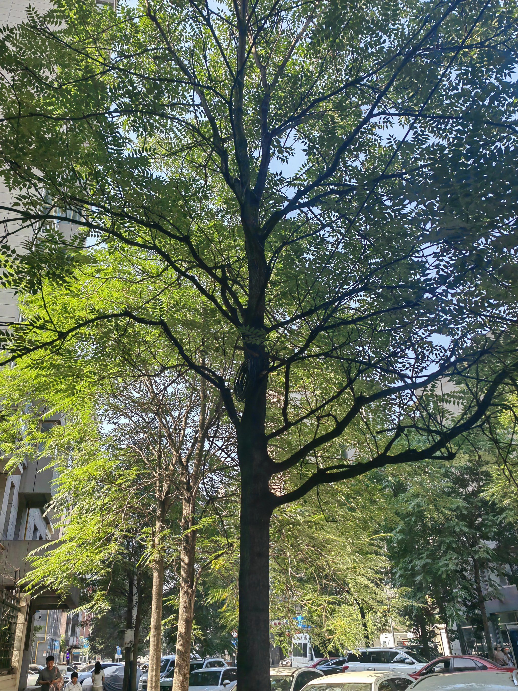 一些路边的光影树交集,也很美!#0元玩转