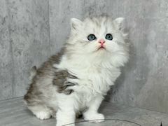 -小猫来了·猫舍(红山六九七九店)