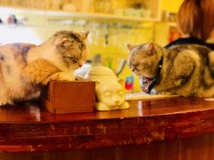 -猫色咖啡·猫咖