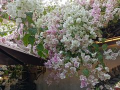 -鹅滋道(甘坑古镇店)