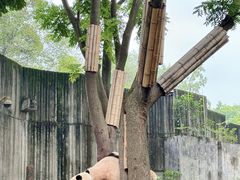 -成都大熊猫繁育研究基地
