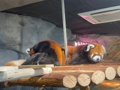 -Zoolung Zoolung动物主题公园(海信广场店)