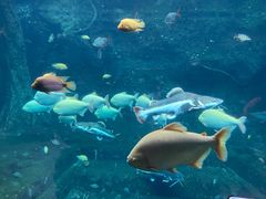 -珠海长隆海洋王国