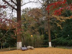 -镇江市南山风景名胜区竹林景区