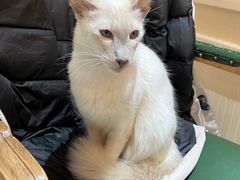-猫小院猫主题餐厅(南锣旗舰店)