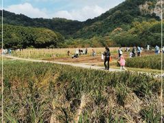 -八卦田遗址公园