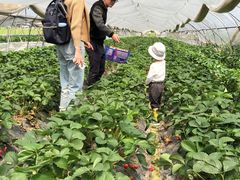 -青浦采草莓天天草莓园
