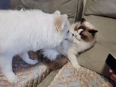 -瑞鹏宠物医院·骨科·猫科·内科(第一中心)