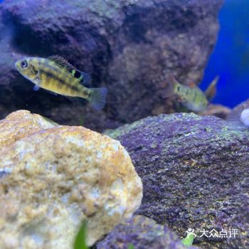 外来物种罗非 罗非鱼原产非洲