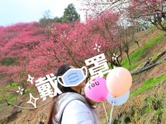 -新建村梅花