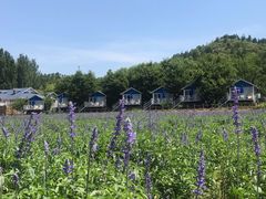 -紫海香堤香草艺术庄园