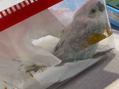 -瑞派·关忠动物医院·异宠专科·犬猫肿瘤·皮肤专科(望京店)