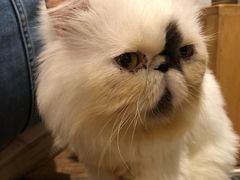 -more than meow吴止猫主题餐厅(承德 中船汇店)