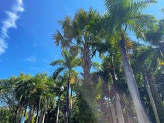 -深圳仙湖植物园