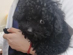 -美联众合动物医院·24h京西诊疗中心