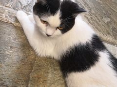 -猫咪博物馆(顶澳仔猫街店)