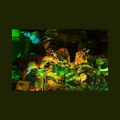 -恐龙探索乐园(磁器口店)