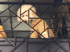 -小尾巴宠物店(万科·金域华庭店)