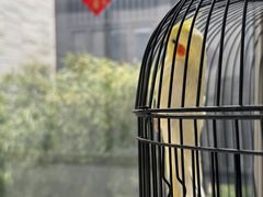-上海崇明金茂凯悦酒店