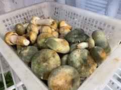 -菌之家·专业纯野生菌火锅·特色炒菌