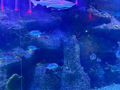-沙沙哗啦海洋馆(华宇百花谷店)