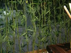 -功夫小龙虾·烧烤·江湖菜(金沙洲店)