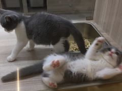 -飞行喵MR PILOT|猫舍·猫咖(静安大融城店)