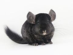 -龙猫仔乐园(惠福东路店)