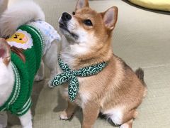 -逗柴咖啡屋·狗咖猫咖宠物桌游