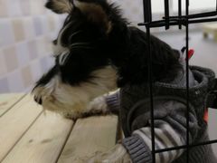 -多乐狗狗宠物训练工作室